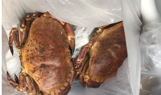 Polizei stößt auf lebendes Meeresgetier im Kofferraum Krebse jetzt im Tierpark +++ Froschschenkel verfüttert